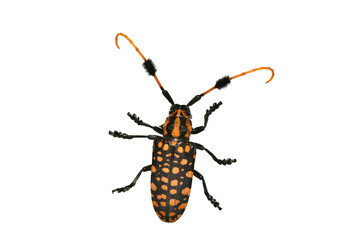 Scarab on a white background.