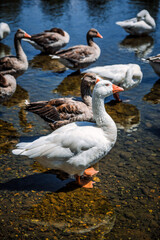White Ducks On River In Summer