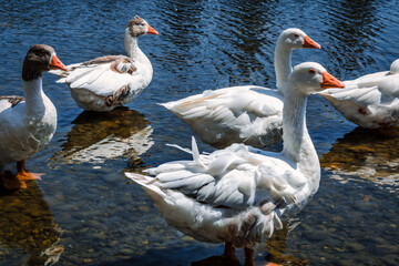 White Ducks On River In Summer