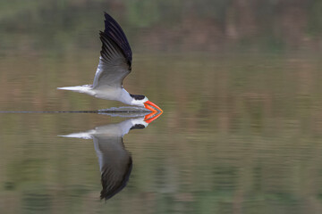 Skimming - Indian Skimmer in low flight searching for food with full reflection in water