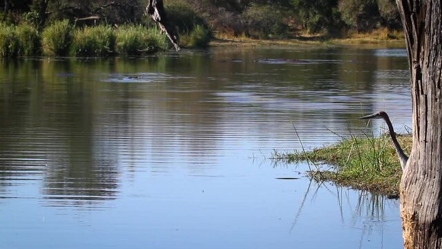 Goliath heron on the hunt in a lake in Kruger National park, South Africa ; Specie Ardea goliath family of Ardeidae