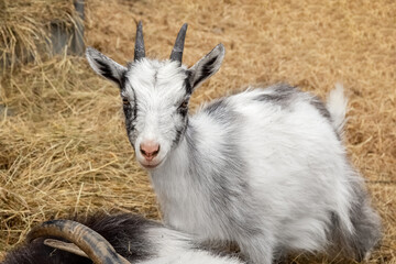 A small white goat is standing in the hay in the aviary. Baby goat. Photo