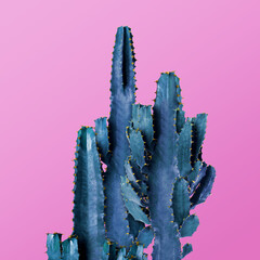 Beautiful cactuses on pink background. Creative design