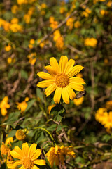 Mexican Sunflower. Landscape of Yellow flower field. Tree Marigold or Mexican sunflower field. Mexican Sunflower Weed. Vivid yellow Mexican sunflower contrasts.