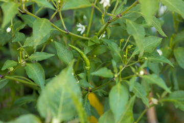 chili peppers on the tree in garden. Green chili pepper tree in pot plant, Bird's eye chili blooming. Thai chili tree agricultural in organic farm.