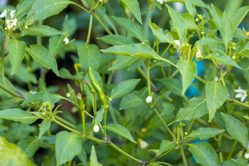 chili peppers on the tree in garden. Green chili pepper tree in pot plant, Bird's eye chili...