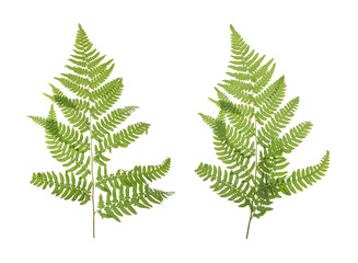 Beautiful fern leaves on white background, collage