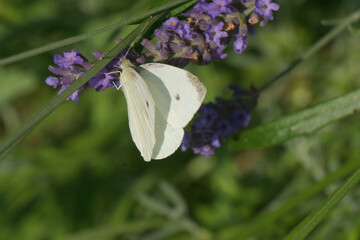Der Schmetterling in seiner tollen Welt.