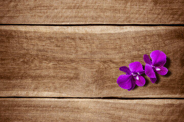 purple orchid flower with brown wood background
