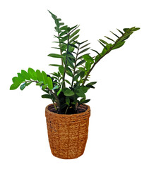 ZZ plant vector, houseplant decoration