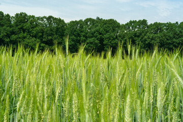 Morning wheat field