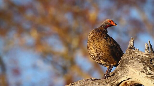 Swainson's Spurfowl grooming and singing in Kruger National park, South Africa ; Specie Pternistis swainsonii family of Phasianidae