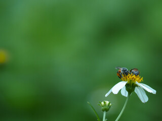 A couple of bees on a flower