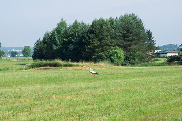 Stork in the grass  