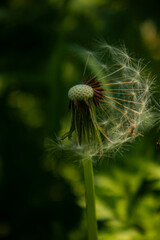 dandelion seed head