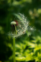 dandelion seed head