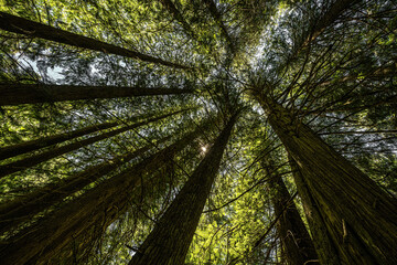 Moscow Mountain Old Cedar Grove, ID