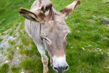 Donkey on the Transalpina in Romania