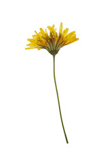 Wild dried meadow flower on white background