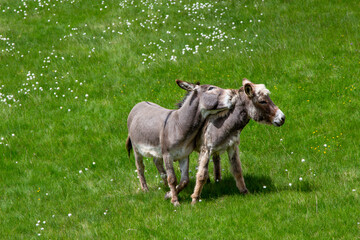 Donkey playing
