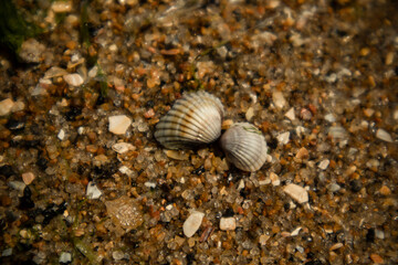 shell on the beach