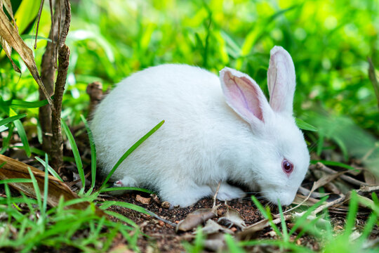 Cute white little rabbit in the green grass