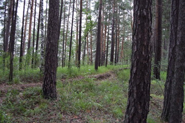 Fototapeta premium forest