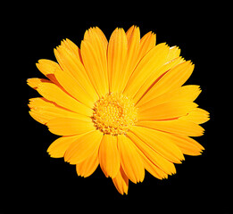 Yellow calendula flower head isolated on black