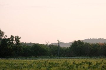 Naklejka na ściany i meble Haze over Texas landscape at sunrise with shallow depth of field on landscape during summer season.