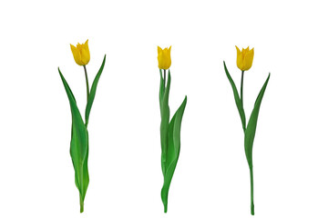 three yellow tulips isolated on white background.  set for design.  graphic elements