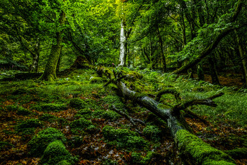 beautiful photograph of a magical green forest