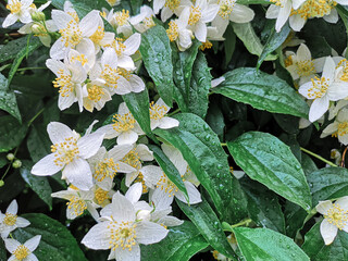 Selective focus of Philadelphus flowers with drops ow water after rain
