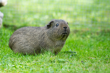 Agouti Meerschweinchen