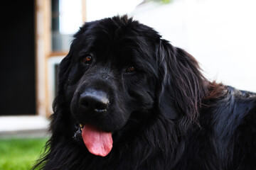 Close up portrait of a purebread black Newfoundland dog