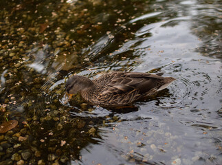 Brown duck eating in a lake
