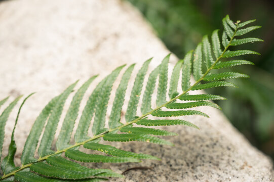 Section of Green Fern Lying on Granite Rock Outdoors