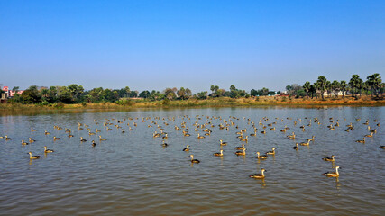 Birds swimming in a lake  close view