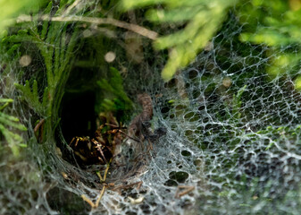pająk poluje z tunelu pajęczyny na tujach