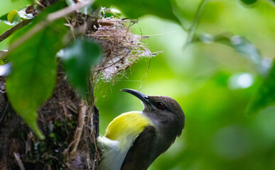 A female sunbird building its nest on a tree in Sri Lanka