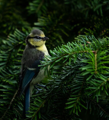 ptak siedzi na zielonej choince z igłami