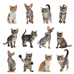 Different adorable kittens on white background, collage © New Africa