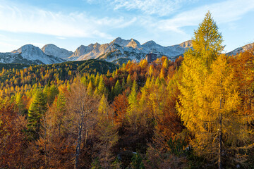 Autumn colors forest