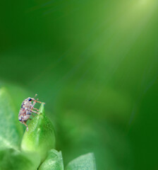 A reflecting sunlight closeup shot of small insect on a green plant on a green background.