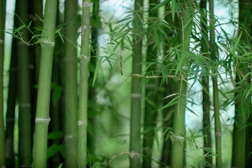 Bamboo trees bush in green background.