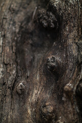 Fototapeta na wymiar A scenic closeup shot of a append old wooden tree texture on a blurred background