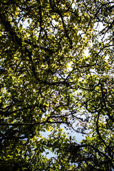 Branche d'arbre 