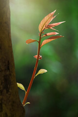 Young green plant on a green background.