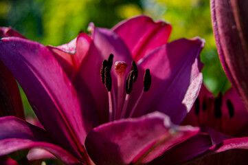 Purple lily of a rare variety in the summer garden. Floral abstraction. Summer weather.