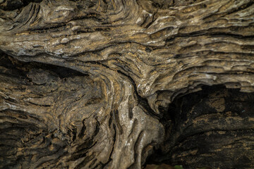 A scenic closeup shot of a append old wooden tree texture on a blurred background.