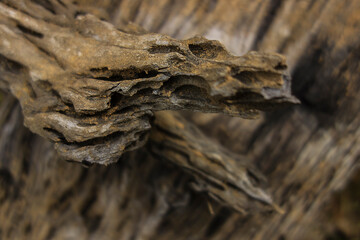 A scenic closeup shot of a append old wooden tree texture on a blurred background